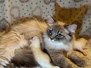 💙 Sibirische Neva Masquarade Kitten mit Stammbaum – Abgabe ab 07.09.2025 💙 - Gerolzhofen Zentrum