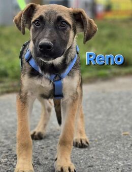 Reno♥️ - Kissing