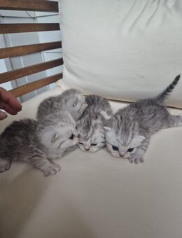 Britisch Kurzhaar Babys - Bremen