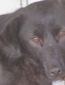 Talisha möchte endlich mutig sein🐾 - Elsdorf (Nordrhein-Westfalen)
