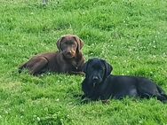 Wir 3 Labrador Mädels suchen dringend ein neues zu Hause - Bad Säckingen