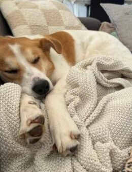 MOGLI - in 53639 Königswinter - Köln