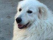 LORI ein Traum von einem Hund!!! - Regensburg