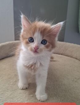 Sibirischen Waldkatze Mix ,3x Mädchen und ein Katerchen - Neustadt (Donau)