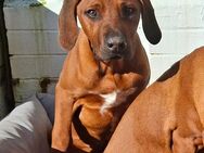 Welpen Rhodesian Ridgeback - Senden (Bayern)