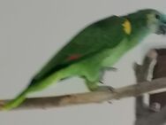 Papagei , Blaustirnamazone - Bad Lausick