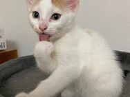 🐾 5 kleine Wirbelwinde suchen ihr Für-Immer-Zuhause 🐾 - Gelsenkirchen