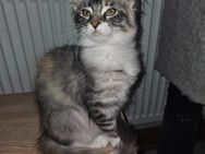 4 wunderhübsche reinrassige Maine Coon Kitten - Rüsselsheim