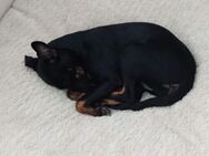 Hund pinscher - Machern