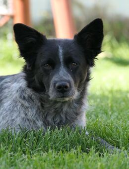 Tarja liebe zaghafte Hündin - Kallmünz