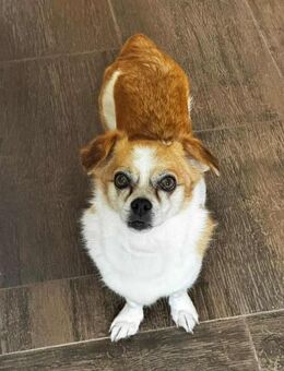 Lotti - kleine sanfte Hündin - Koblenz