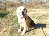 Labrador - Collie Mix Teddy - Augsburg