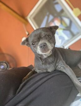 Sheila 5-jährige Chihuahua - Kassel