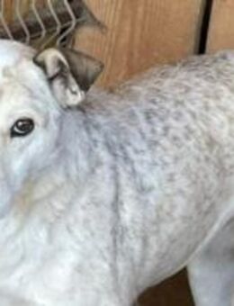 Feelie ist eine schüchterne Maus 🐾 - Elsdorf (Nordrhein-Westfalen)