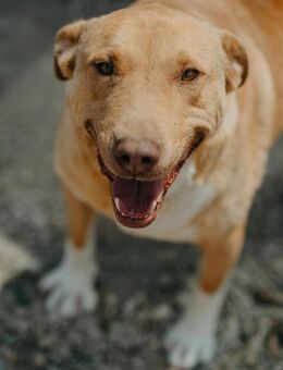 Mixhund Loki - Stuttgart