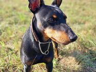 English Toy Terrier (Black and Tan) - Berlin