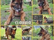 Claudia / Happy deutscher Schäferhund - Margetshöchheim