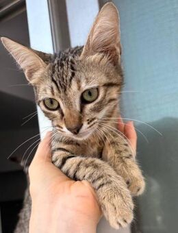 Heidi - die Handschmeichlerin - Kirchheim (München)