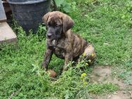 Cane Corso Welpe Hündin - Börde-Hakel