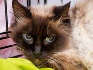 Schüchterne Schönheit Peluca sucht Home - Bad Camberg