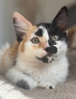 Lera 🐾 das Glückskatzen-Mädchen - Kirchheim (München)