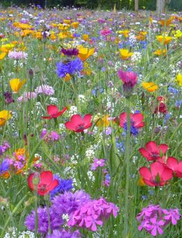 Blumenwiese aus 65 Arten, SWR Treffpunkt heimisch mehrjährig winterharte Blumen Bienenweide Blühmischung insektenfreundliches Blume Saatgut Blumen Wildkräuter garden Tier Insekten Saatgut Vatertag Deutsches Saatgut Samen Saat Frühling Blumenwiese - Pfedelbach