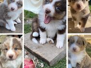 Australian Sheperd Welpen mit blauen Augen - Doberschütz