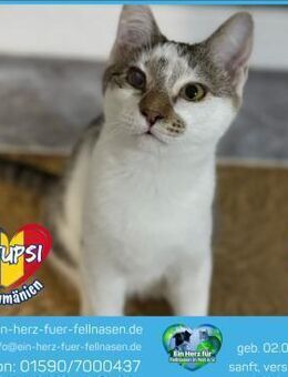 Stupsi wartet auf das große Glück! - Waakirchen