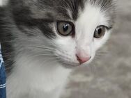 BKH Kitten - Niedereschach