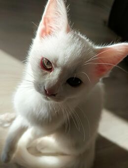 Kitten sind 12 Wochen alt und sofort abgabebereit. - Köln