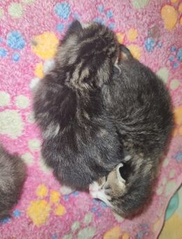 Kitten suchen zuhause auf Lebenszeit - Niederwürschnitz