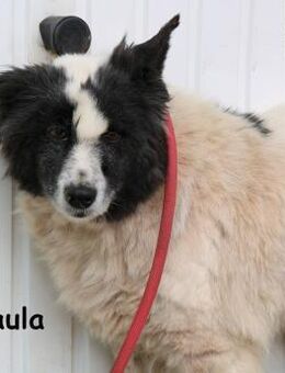 Paula sucht ein Zuhause, damit ... - Kissing