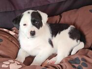 Labrador Border-Collie mix - Röckwitz