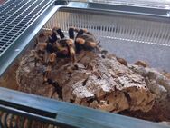 Brachypelma Anita + Eupalaestrus campestratus Vogelspinnen abzugeben - Bochum