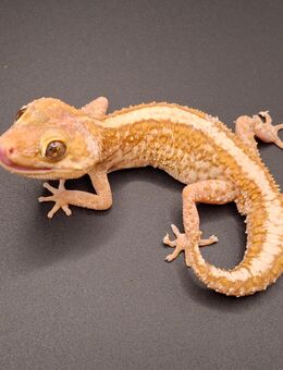 Großkopfgecko Männchen - Steinigtwolmsdorf
