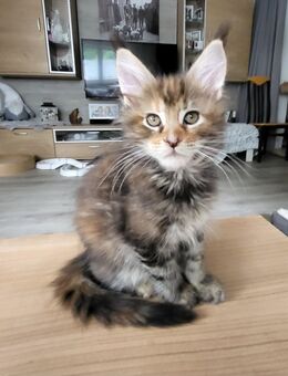 Hübsche Maine Coon Kitten - Nachrodt-Wiblingwerde