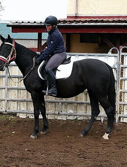 Warmblutstute Martha - Buttstädt
