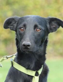 Sky sucht liebevolle Familie.... - Hagen (Stadt der FernUniversität)