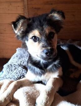 Bjarne - ein gescheiter Hundejunge - Gnarrenburg