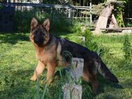 Schäferhund Welpen aus SV/VDH Zucht - Dresden