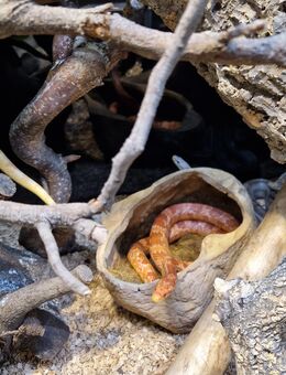 Kornnatter - Freiburg (Breisgau)