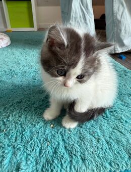 BKH “Heart” weibliches Kitten British Kurzhaar - Rheda-Wiedenbrück