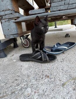 Katze Kitten Mädchen abzugeben - Bobenheim-Roxheim