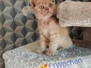 BKH BRITISCH kurzhaar 12 Wochen 🥰!Mit Impfung und Entwurmung! - Harth-Pöllnitz