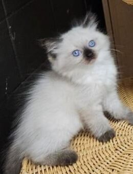 Ragdoll kitten - Rheine