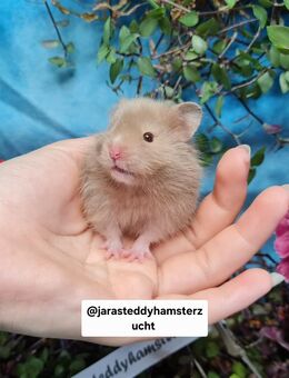 Extrem HANDZAHME FLAUSCHIGE Teddyhamster Satinglanz - Dinslaken