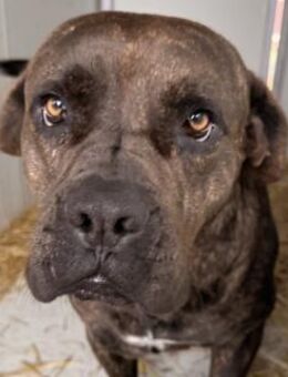 Mogli - superlieber Cane Corso-Mix - Hamburg
