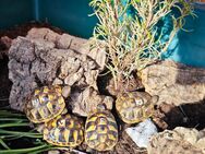 Griechische Landschildkröten THB - Ilsenburg (Harz) Zentrum