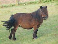 BIRLING BELINDA - eine der letzten Birling Stuten Mini Shetland - Rarität! alt-englische Blutlinie - Felsberg