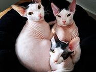 Drei Sphynx Katzen zusammen abzugeben - Sandhausen